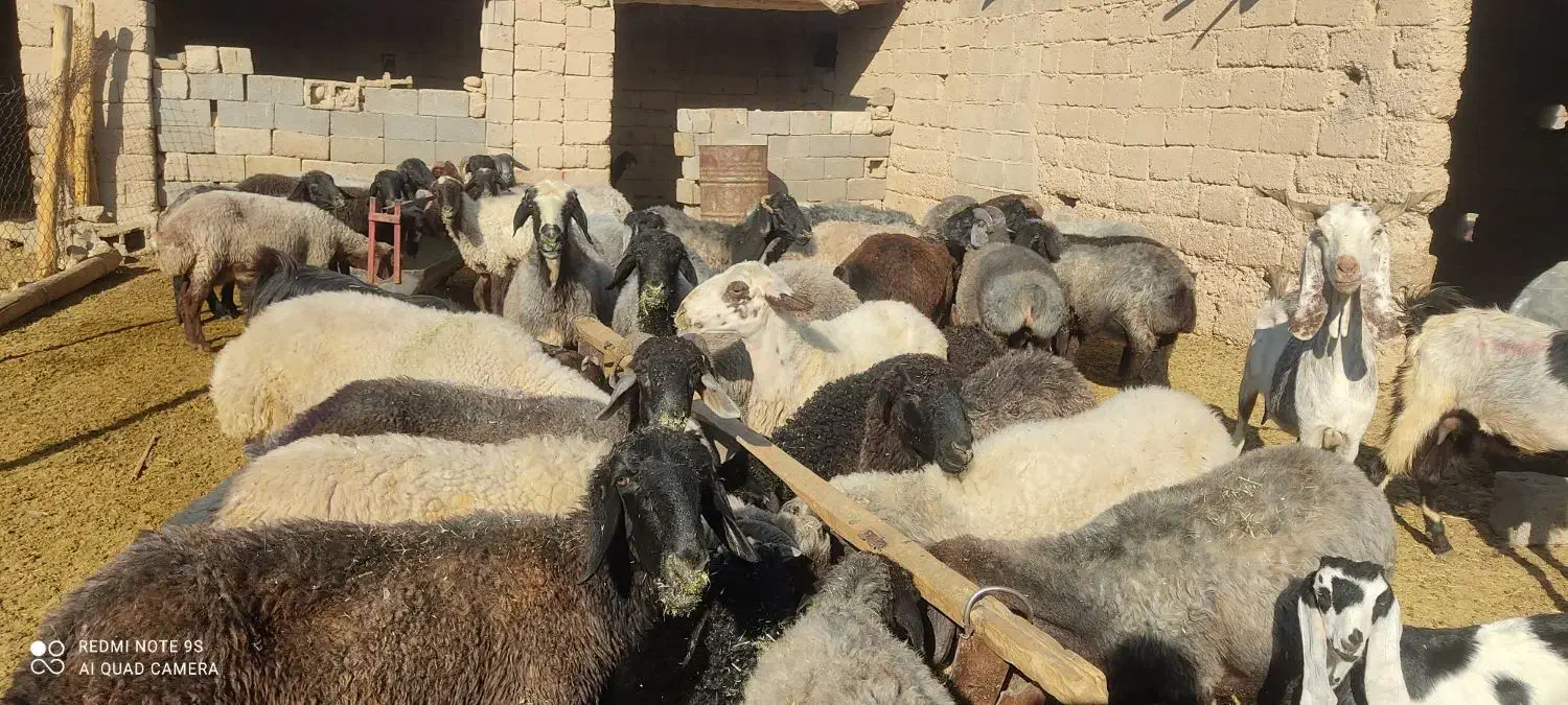 فروش 40راس میش|حیوانات مزرعه|داراب, |دیوار