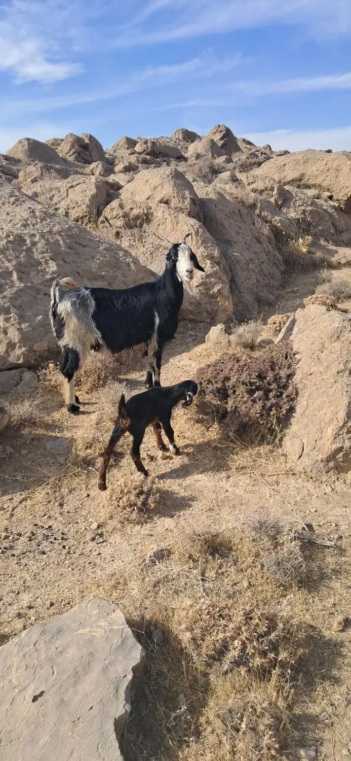 بز کهره دار|حیوانات مزرعه|مرودشت, نقش رستم|دیوار