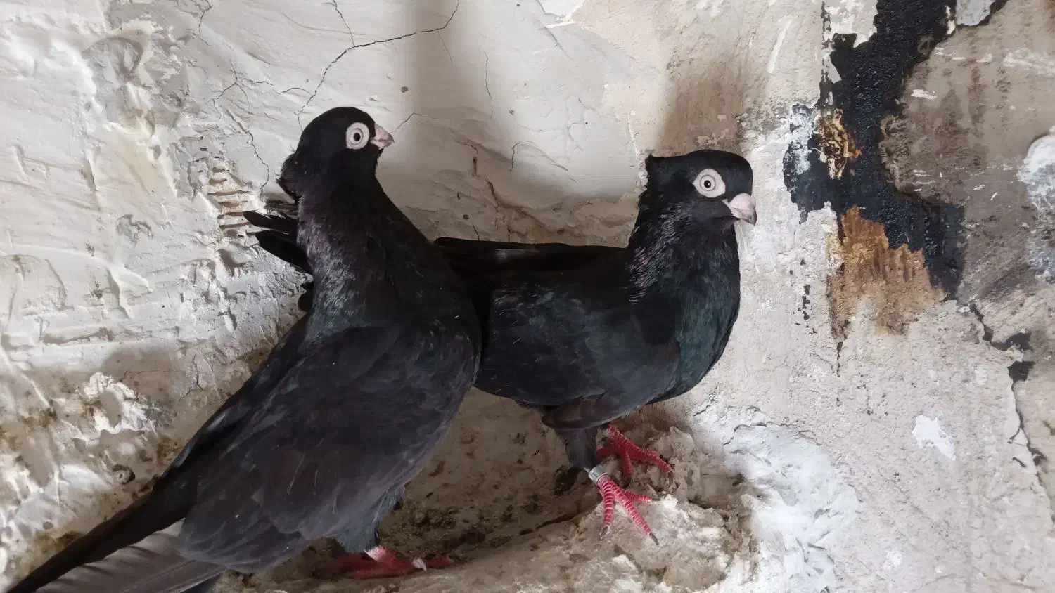 جفت صرب|پرنده|مسجد سلیمان, |دیوار