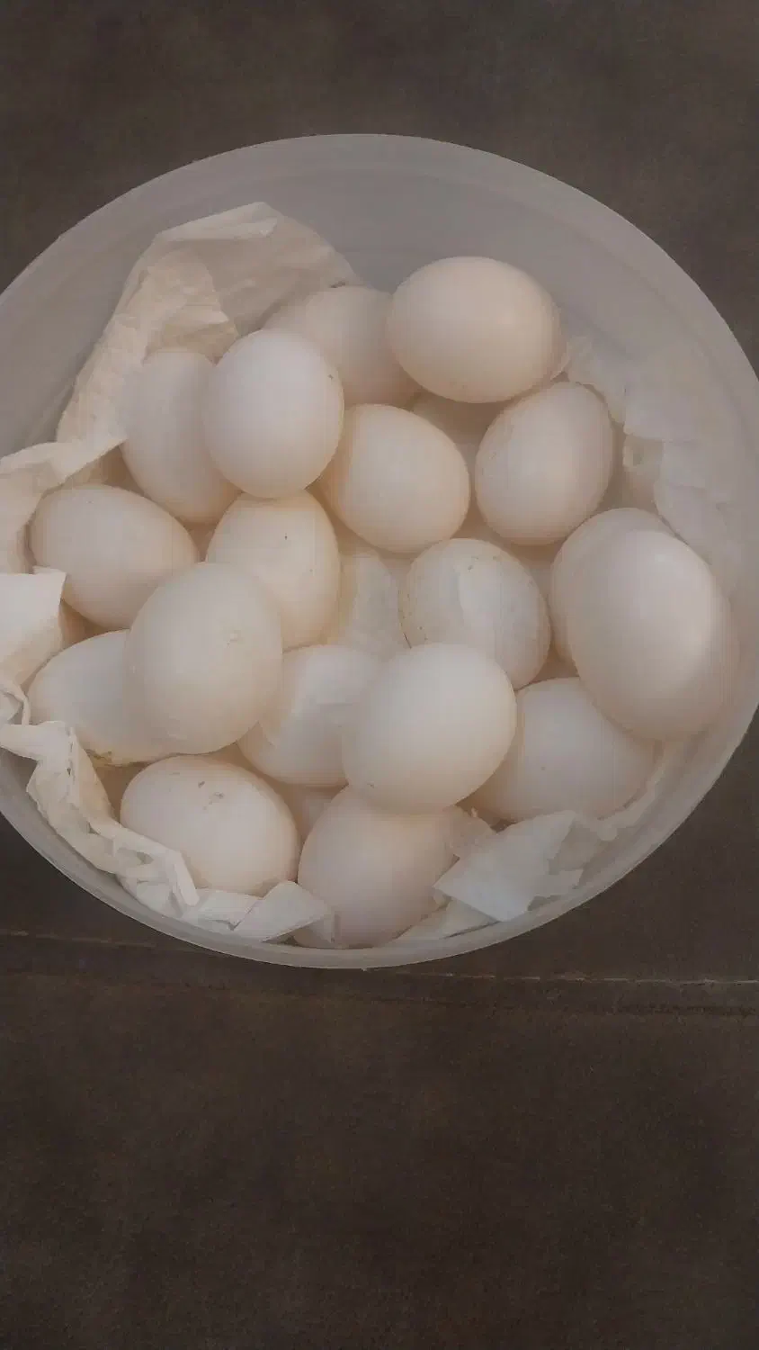 تخم کبوتر|خوردنی و آشامیدنی|کاشان, پشت شهربانی|دیوار