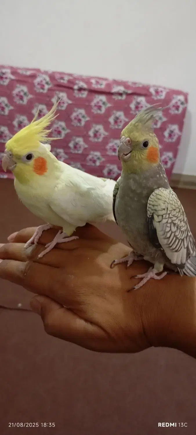 یک جفت عروس هلندی|پرنده|لالجین, |دیوار