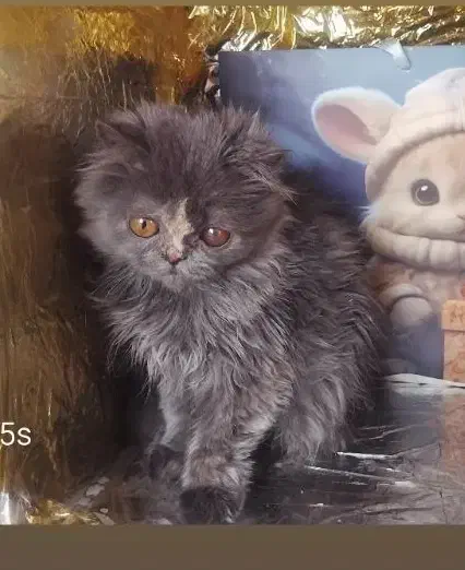 بریتیش لانگ هیر بلو|گربه|اراک, |دیوار