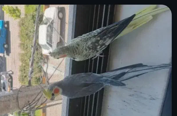 عروس هلندی|پرنده|لاهیجان, کوی آزادگان|دیوار