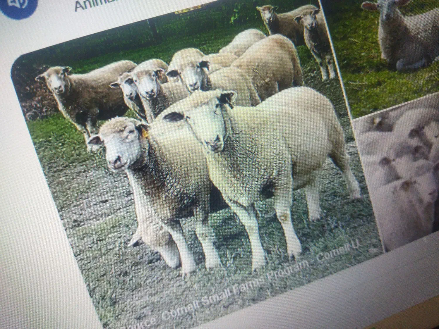 یک عدد قوچ جوان|حیوانات مزرعه|مشگین شهر, |دیوار