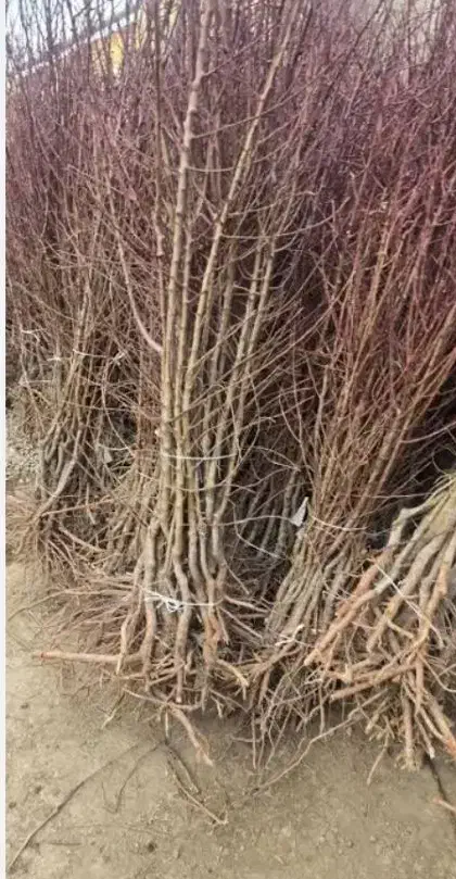 زیتون گردو فندق و بقیع نهاالا موجوده|خدمات باغبانی و درختکاری|تهران, زعفرانیه|دیوار