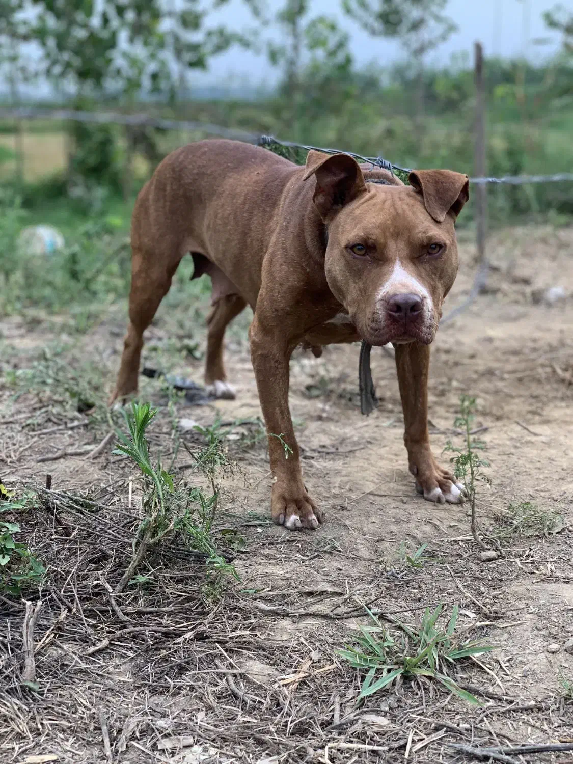 پیت بول|سگ|رشت, توشیبا|دیوار