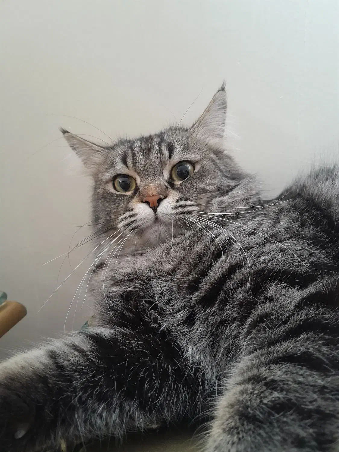 گربه ماده پرشین میکس گمشده|حیوانات|ری, دولت‌آباد|دیوار