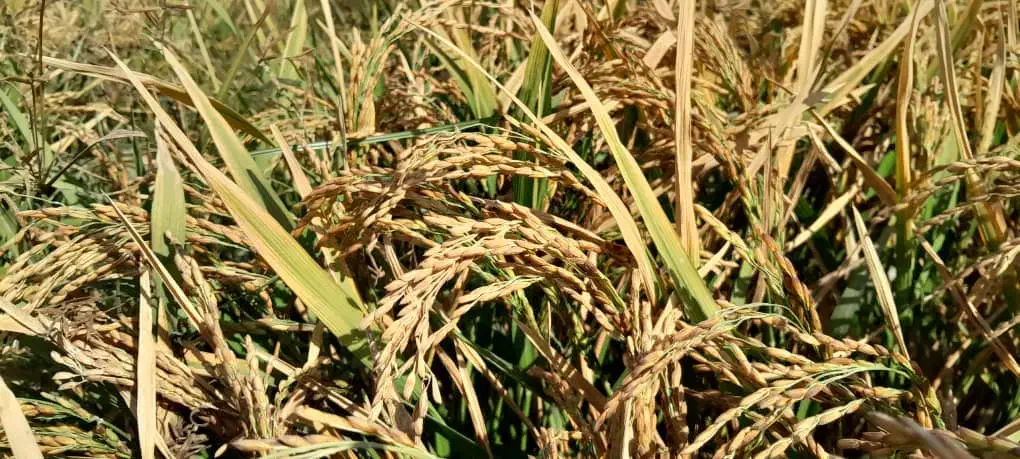 برنج عنبربو تیلکی|خوردنی و آشامیدنی|گتوند, |دیوار