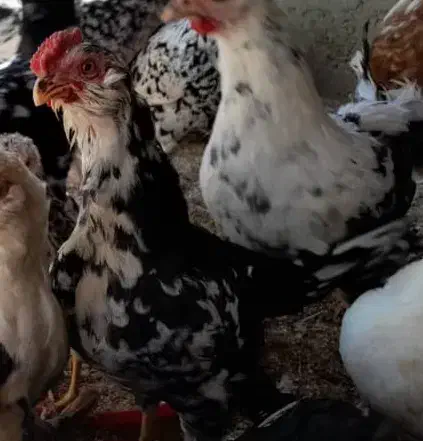 تخم مرغ نطفه دار گلین+خروس|حیوانات مزرعه|سیرجان, |دیوار