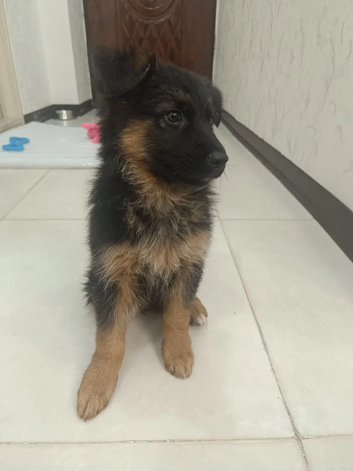 ژرمن شپرد شیبدار مو بلند کینگ بدون ریزش مو...|سگ|پاکدشت, پاکدشت (مامازند)|دیوار