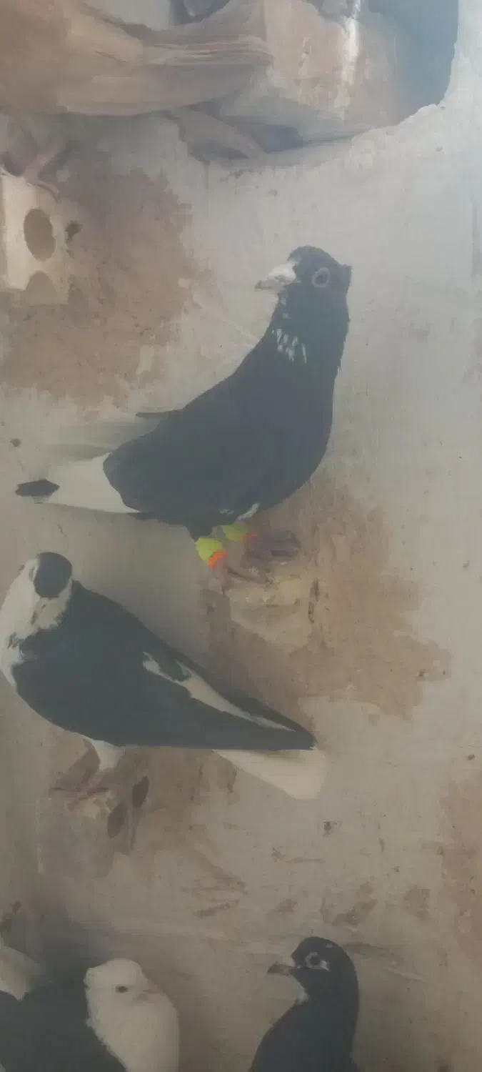 سیاه پلنگ کلاهی نر پریده با سیاه رسمی|پرنده|رفسنجان, |دیوار