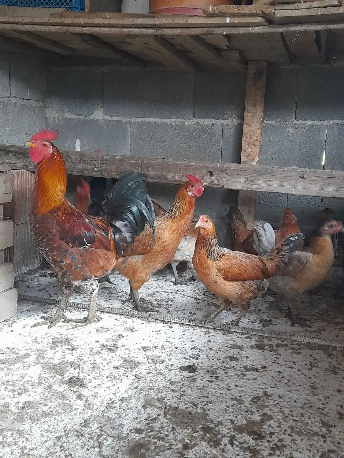 مرغ خروس و تشنو لری|حیوانات مزرعه|گرگان, |دیوار