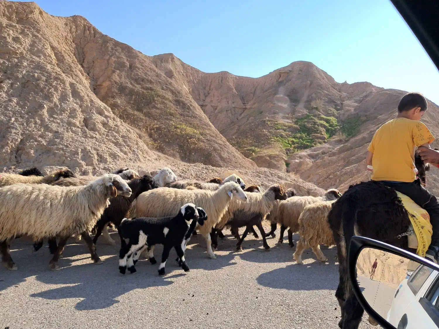 *گمشده*میش و بره نژاد ترکی گوش کوتاه(بور کورا)|حیوانات|وردشت, |دیوار