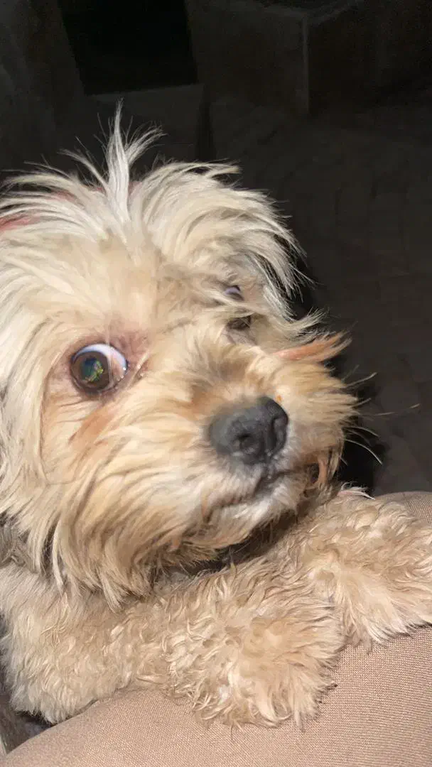 گم شده|حیوانات|صدرا-فارس, فاز ۲|دیوار