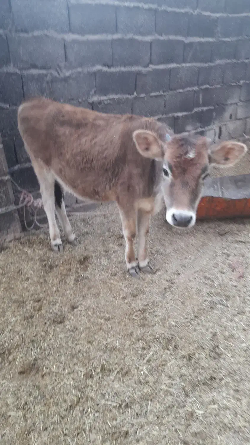 ۳ عدد گوساله|حیوانات مزرعه|بم, |دیوار