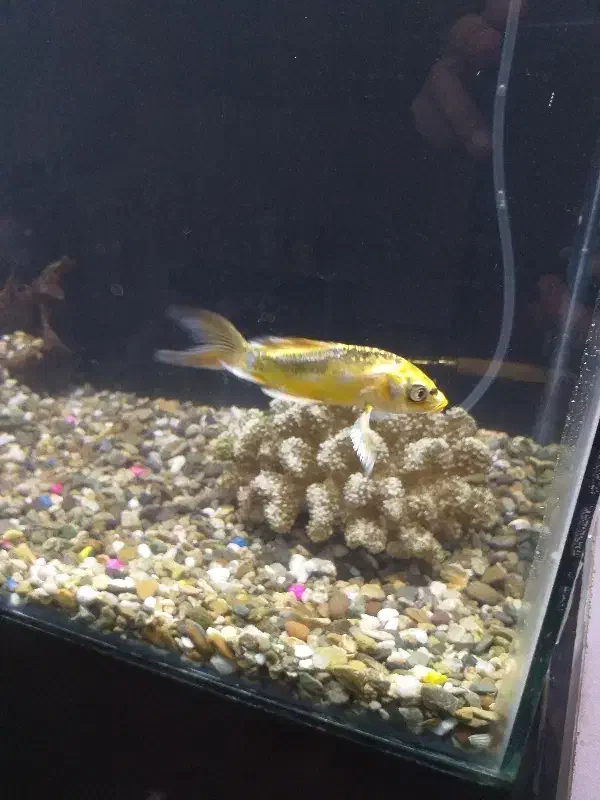 فروش آکواریوم|ماهی|بیجار, |دیوار