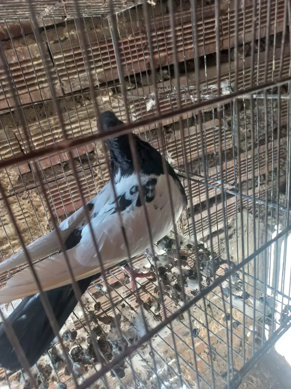 کبوترقارنی قره وککیلی|پرنده|اردبیل, |دیوار