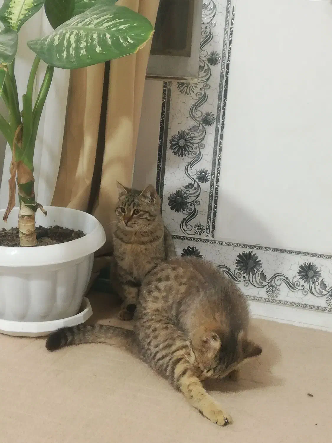 گربه خانگی|گربه|شیراز, کیان آباد|دیوار