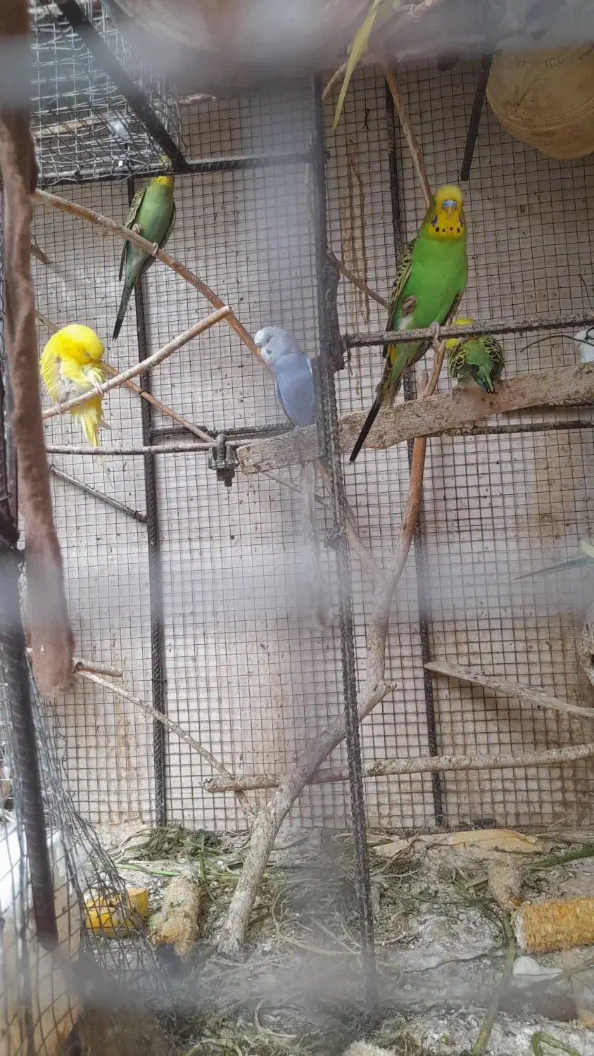 مرغ عشق رنگی|پرنده|بندرعباس, |دیوار