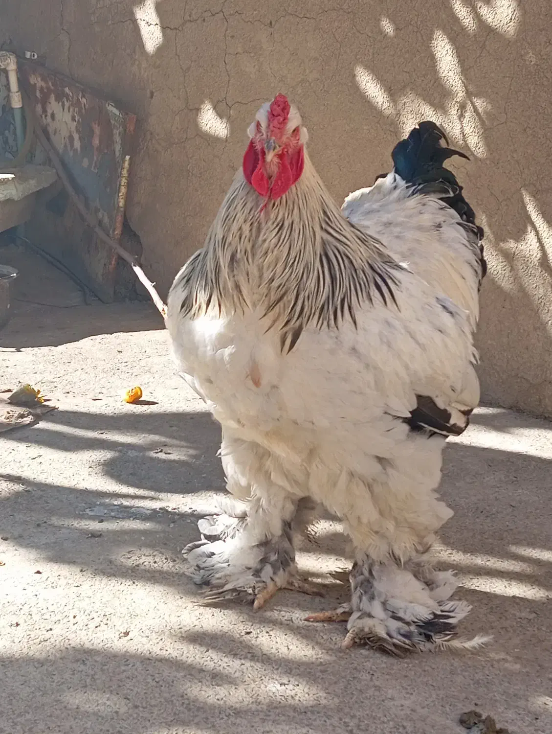 برهما  لایت|حیوانات مزرعه|بانه, |دیوار