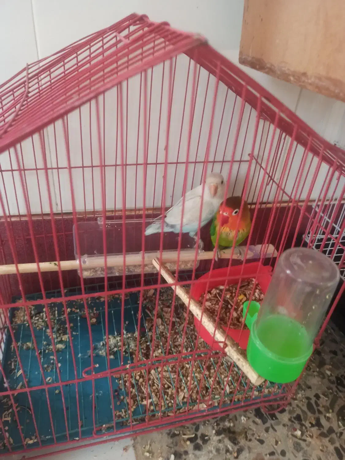 طوطی کوتوله برزیلی|پرنده|خاش, |دیوار