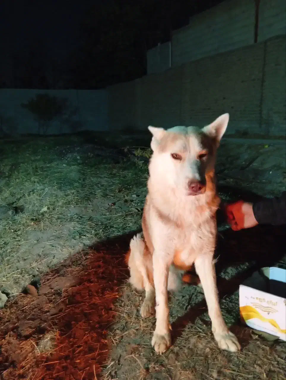 سگ نژاد هاسکی سیبرین|سگ|ملارد, |دیوار