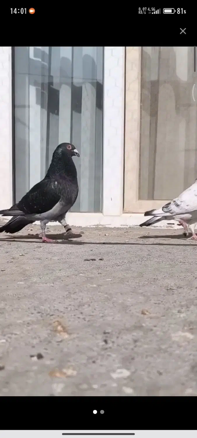 چاپی نر|پرنده|مشهد, امیریه|دیوار