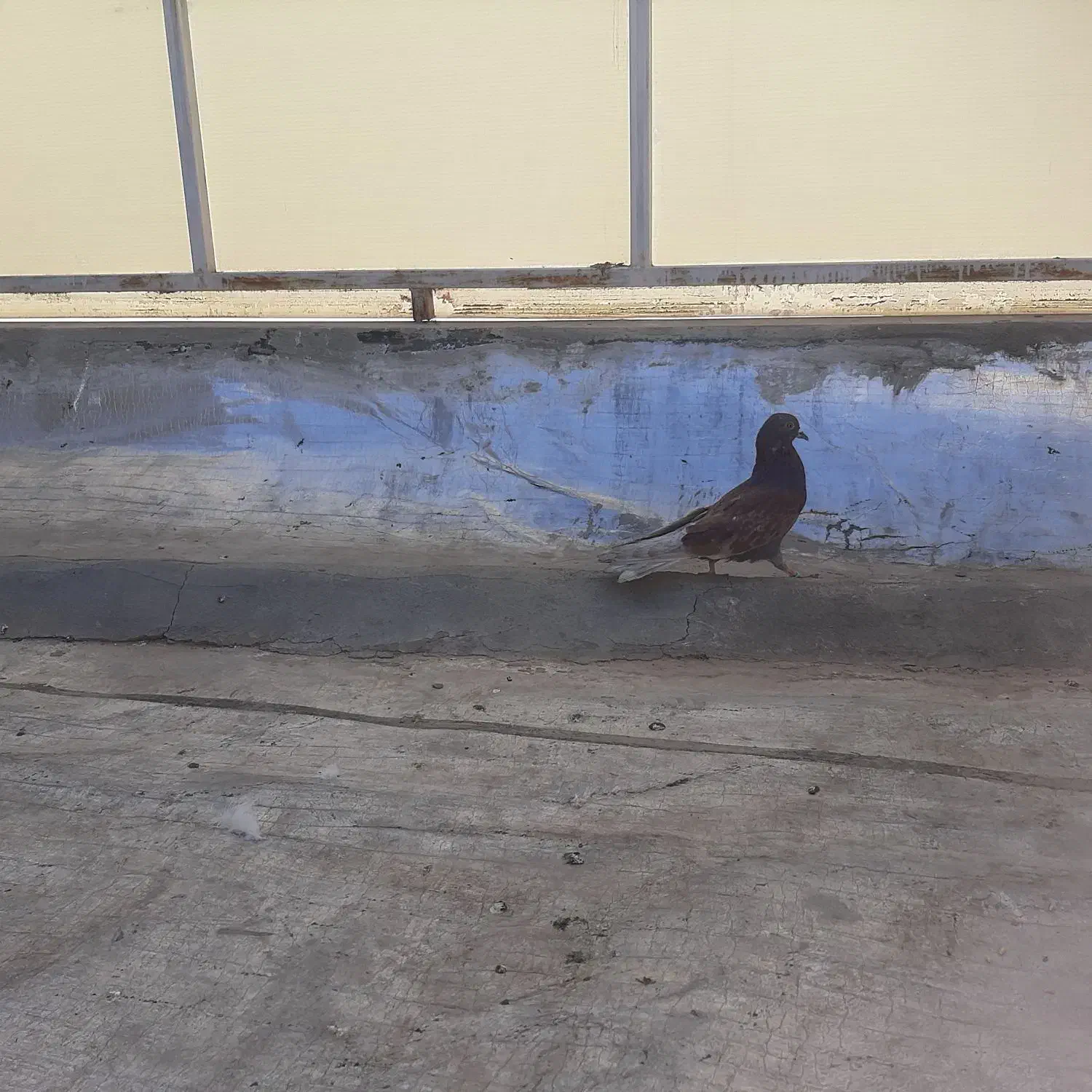 کبوتر|پرنده|قم, باغ شریفی|دیوار