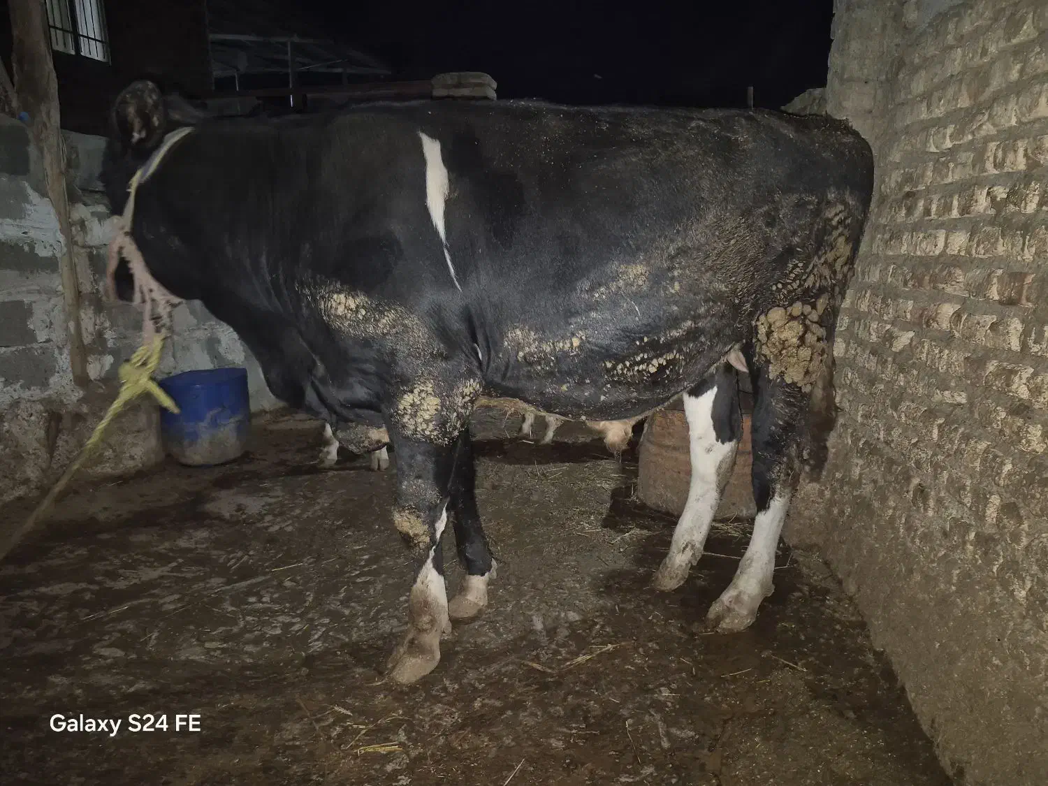 فروش گوساله|حیوانات مزرعه|مینودشت, |دیوار