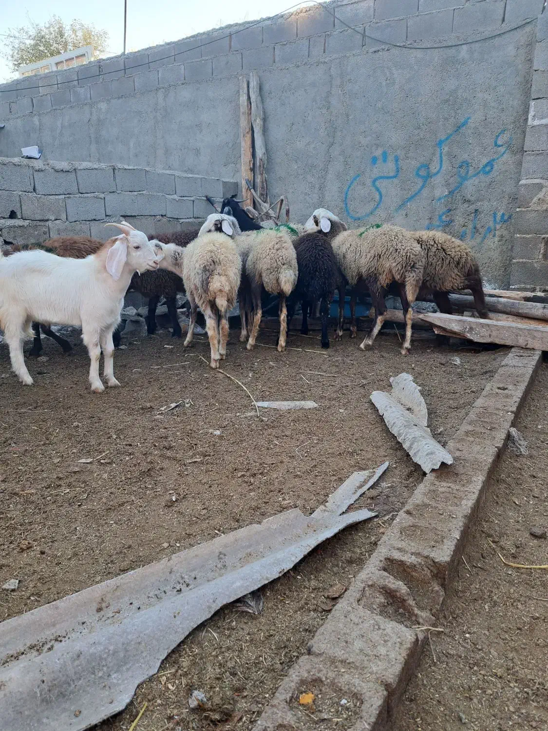 بره گوسفند|حیوانات مزرعه|رامیان, |دیوار