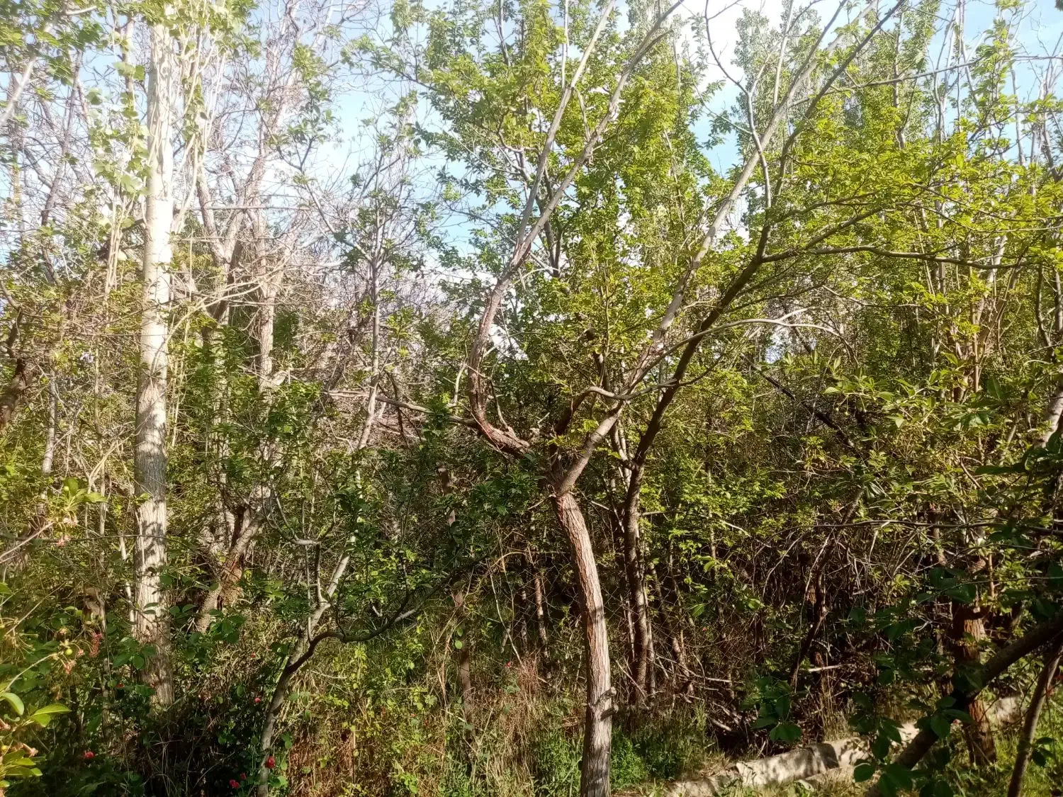 زمین ده سر زیارت|فروش زمین و ملک کلنگی|آسارا, |دیوار