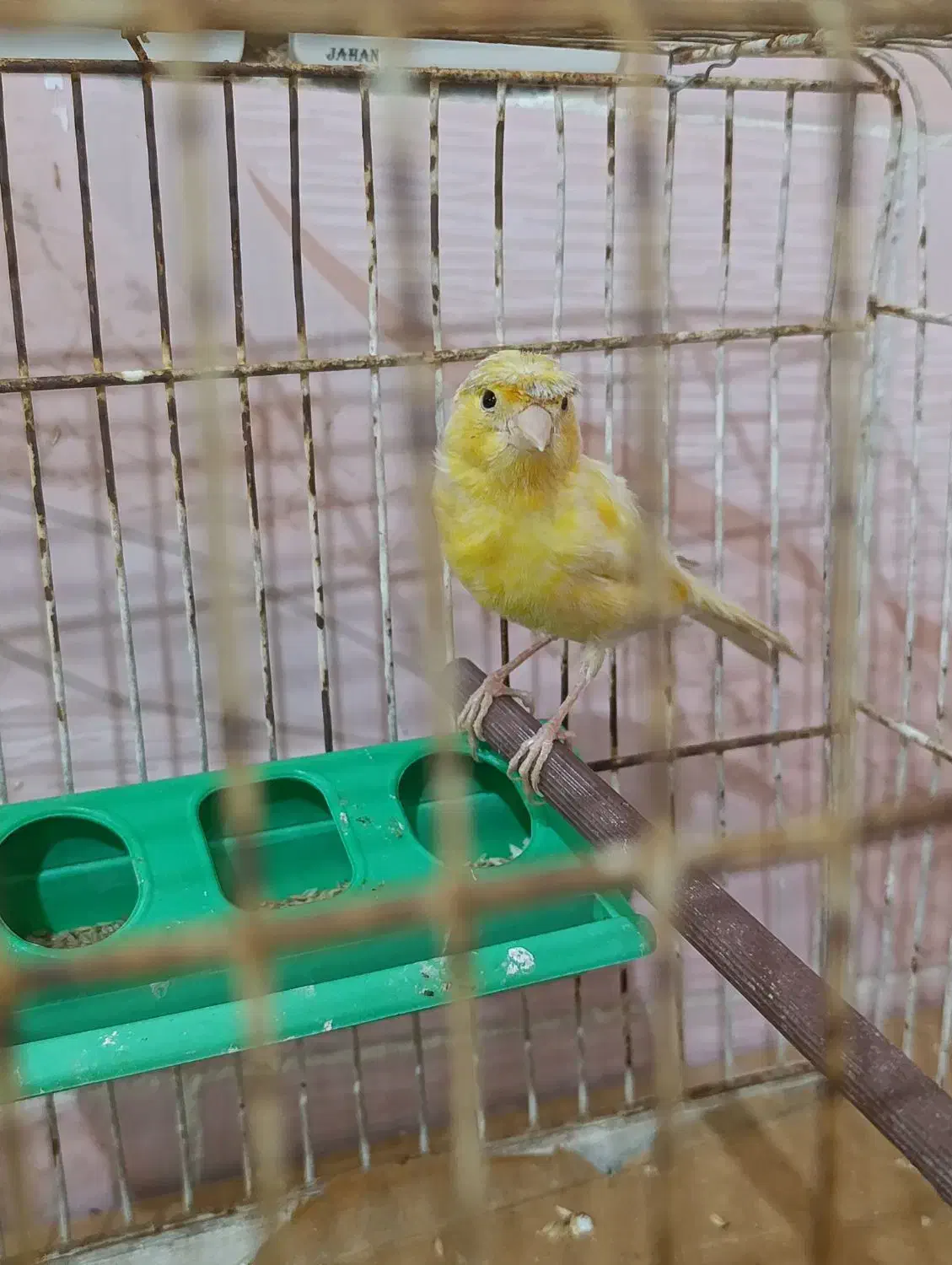 قناری|پرنده|شیراز, دباغ خانه|دیوار