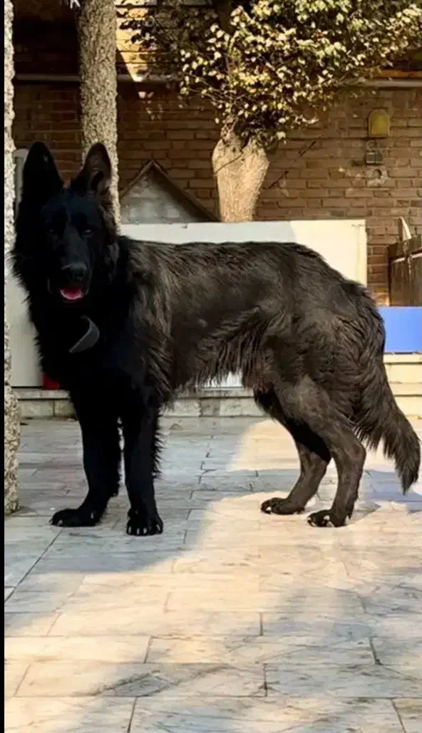 ژرمن بلک ماده|سگ|صباشهر, |دیوار