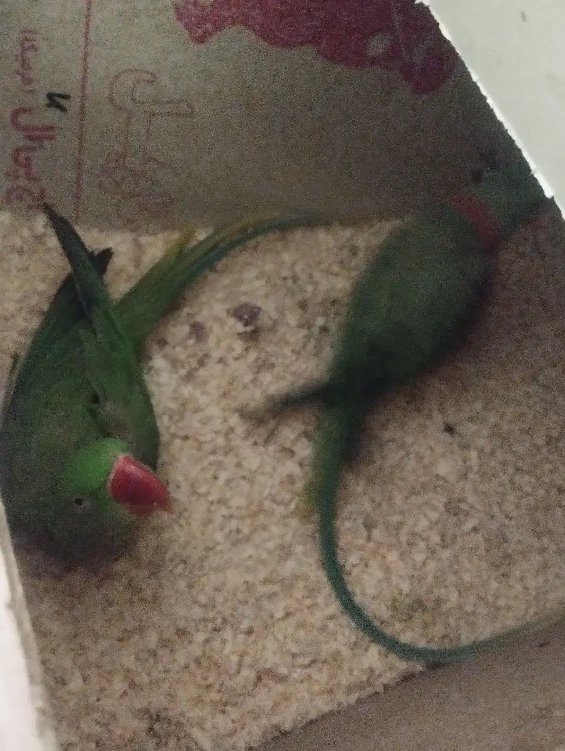 شاه طوطی|پرنده|مشهد, کارگران|دیوار