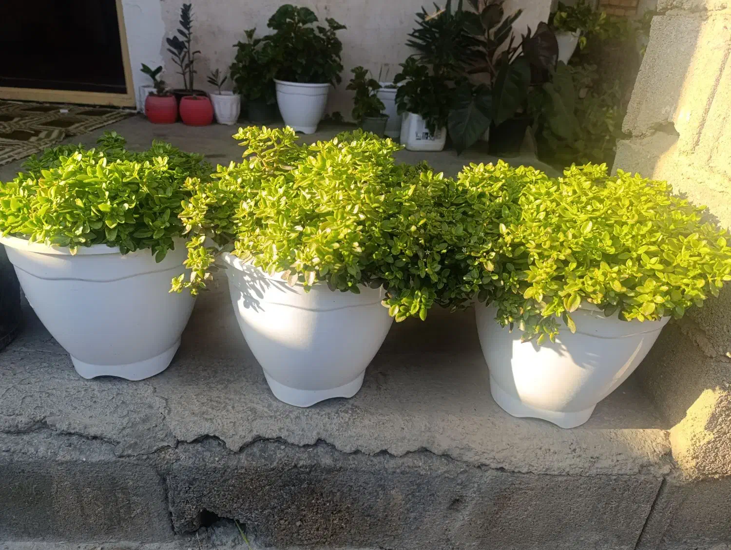 فروش به گل خونه|گل و گیاه طبیعی|گنبد کاووس, |دیوار