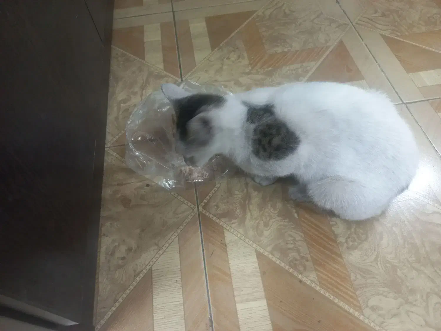 گربه|گربه|رشت, جانبازان|دیوار