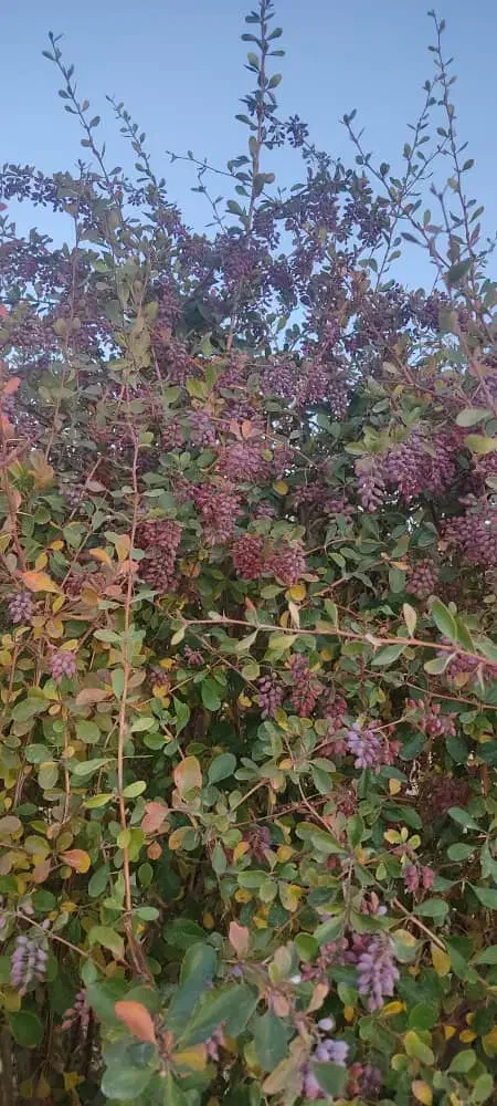 سبوس اطلس تحویلی.میش بز.گاو|لوازم جانبی حیوانات|خمینی‌شهر, |دیوار