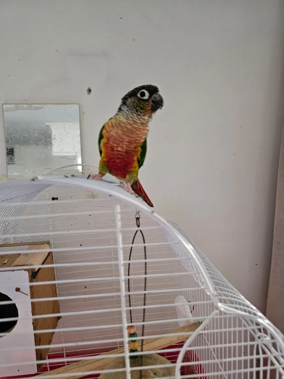 طوطی گرینچیک سبز|پرنده|اصفهان, باغ دریاچه|دیوار