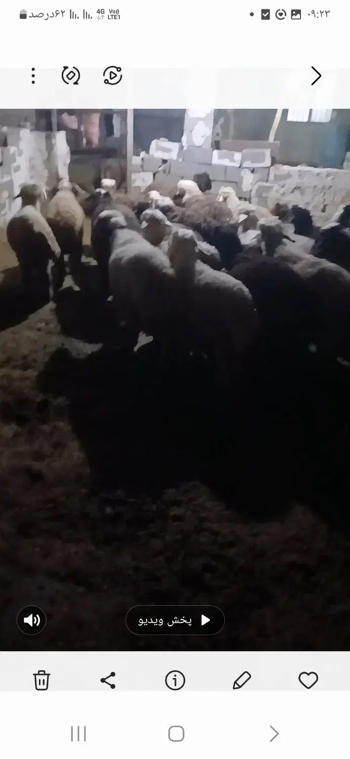 ۶۵راس بره|حیوانات مزرعه|دهدشت, |دیوار