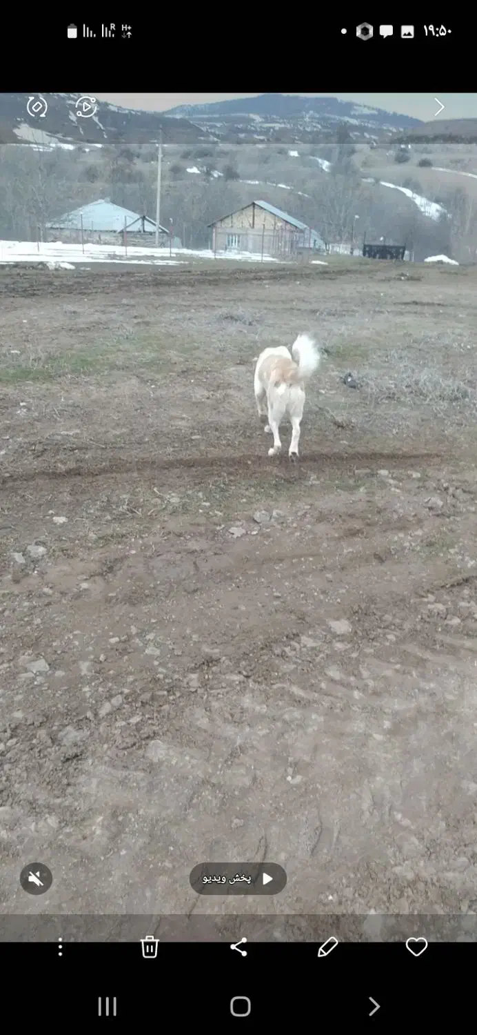 ماده سگ گلیی|سگ|دیلمان, |دیوار