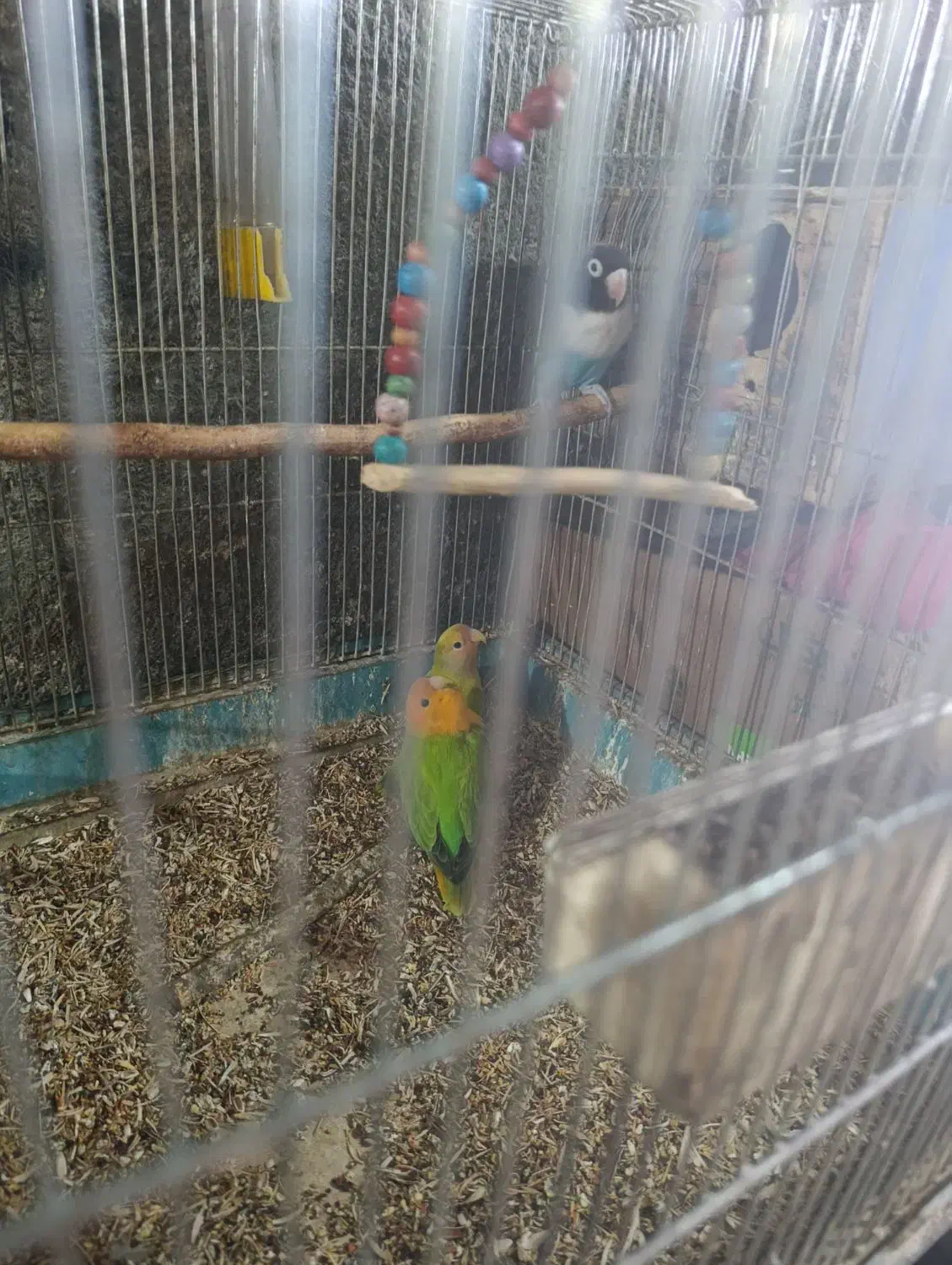 چهار تا کوتوله با تخم|پرنده|فیروزآباد (فارس), |دیوار