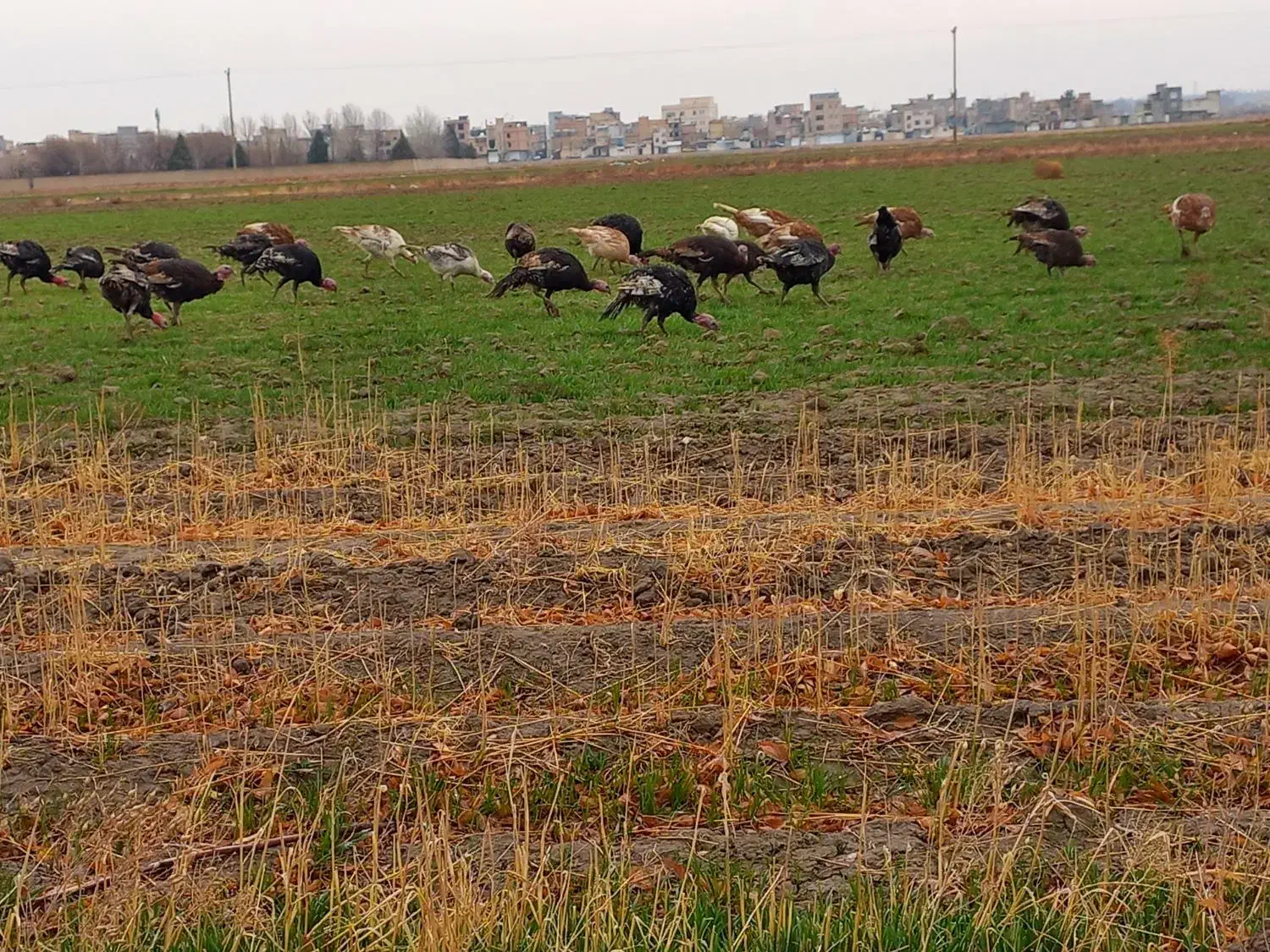 تعداد ۳۵ عدد بقلمون|حیوانات مزرعه|رباط‌کریم, شترخوار|دیوار