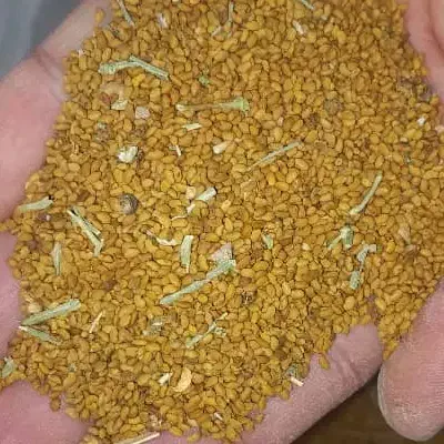 یونجه محلی بذر|خدمات باغبانی و درختکاری|ایرانشهر, |دیوار