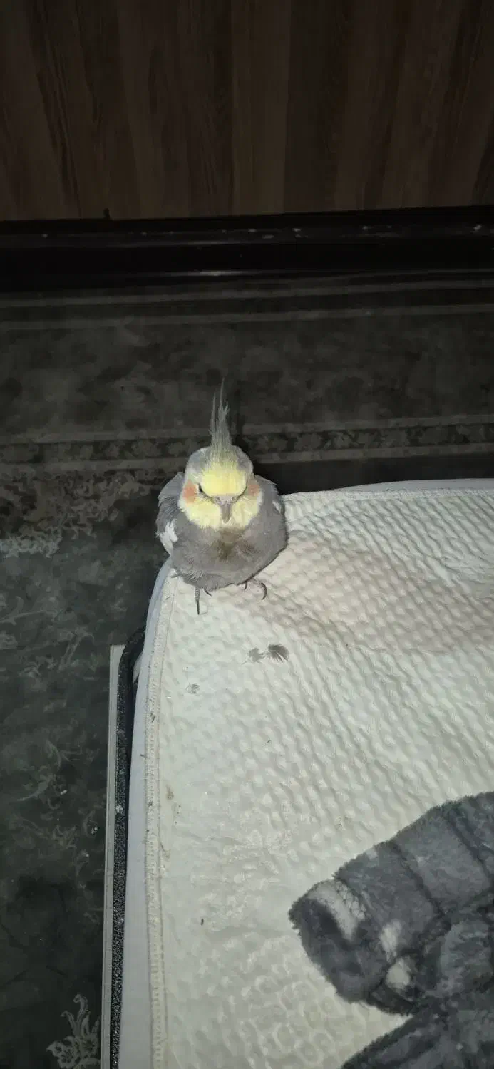 عروس هلندی|پرنده|یزد, |دیوار