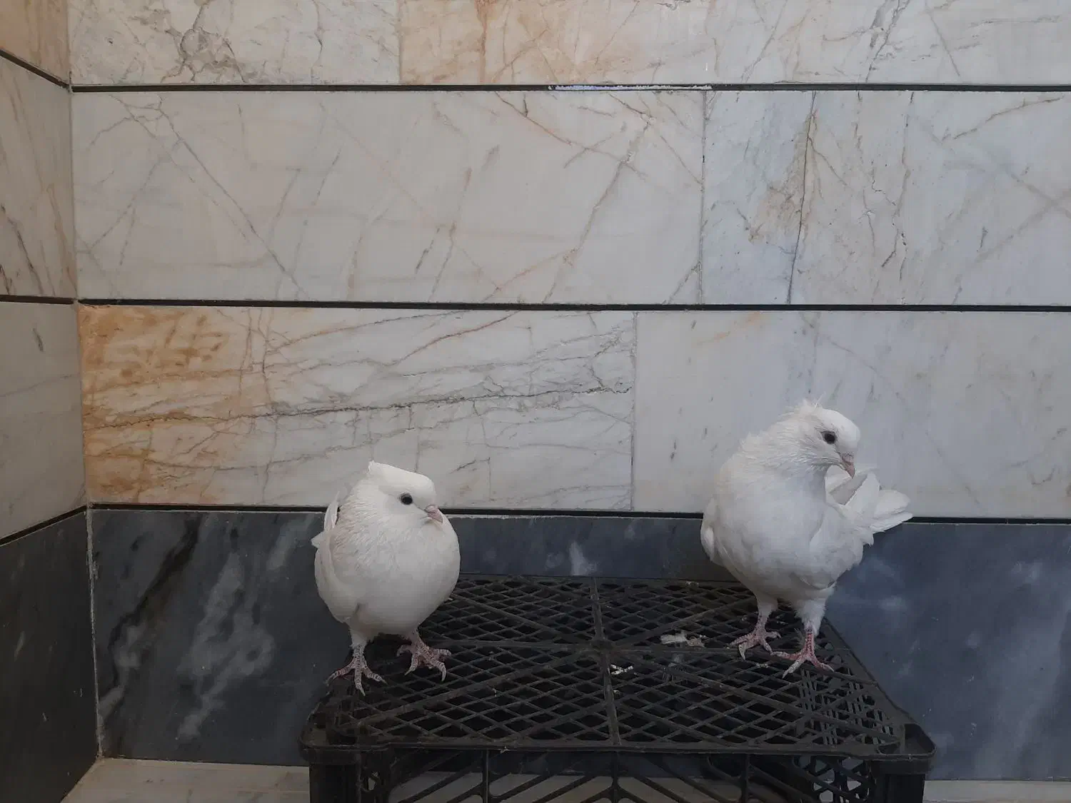 سفید کاکلی|پرنده|بسطام, |دیوار