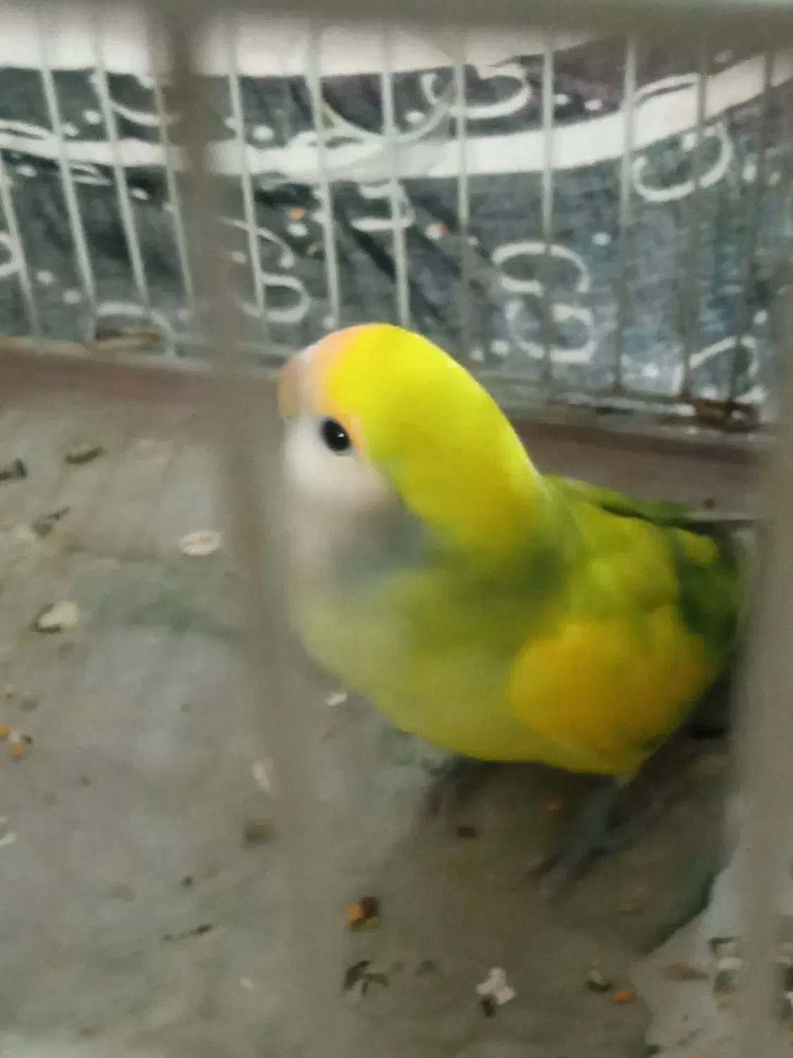 فروش کوتوله برزیلی|پرنده|شیراز, فضل‌آباد|دیوار