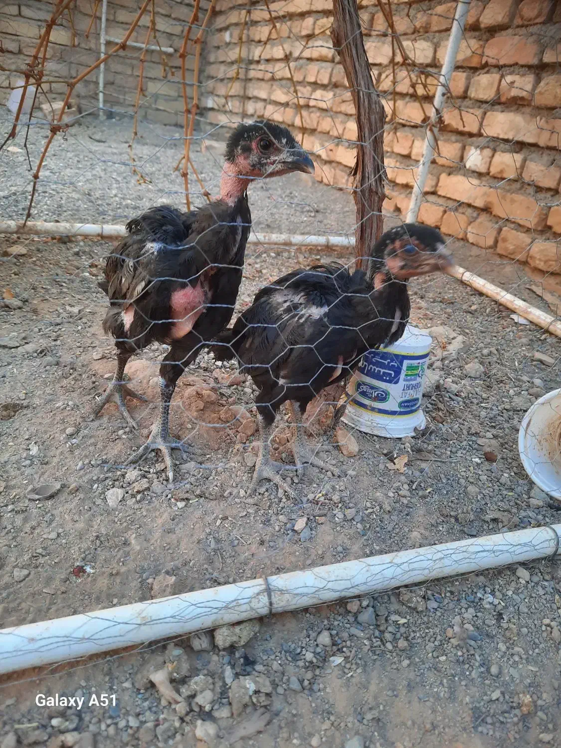 جوجه لاری و مرغ|حیوانات مزرعه|شهرآباد, |دیوار