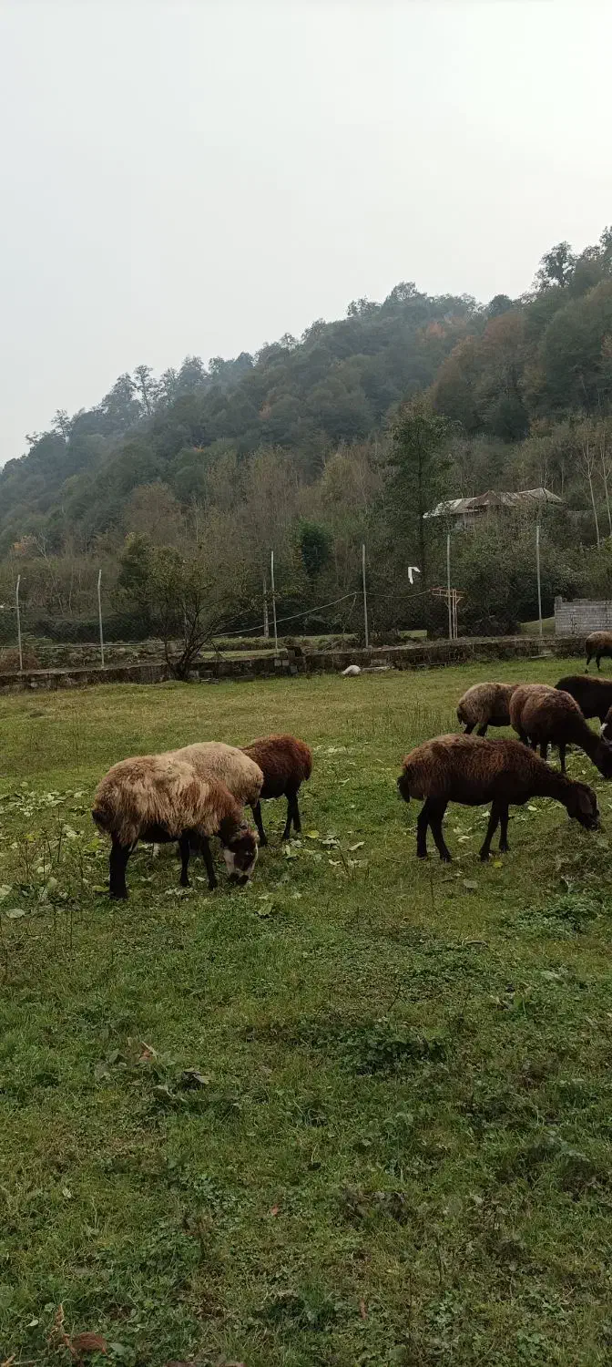 میش جنس دار آبستن|حیوانات مزرعه|آلاشت, |دیوار