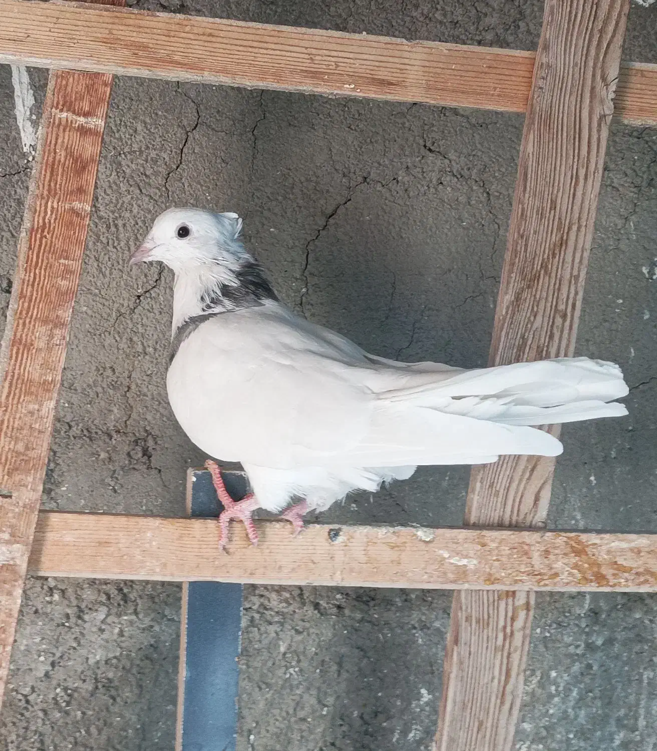 کفتر زینتی طوقی کاکل|پرنده|صباشهر, |دیوار