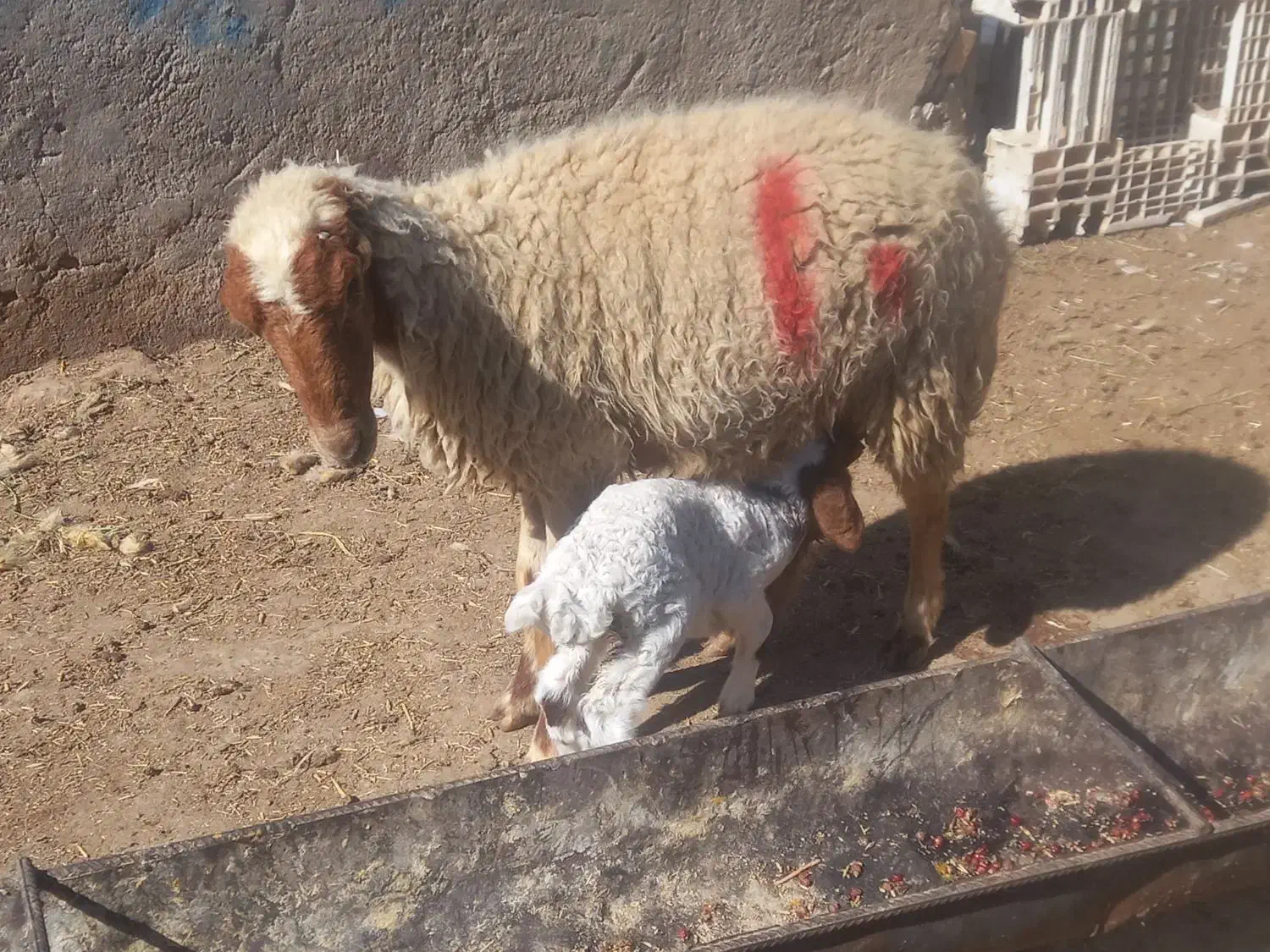 گوسفندابستن مطافیل بره بز|حیوانات مزرعه|اهواز, پردیس|دیوار